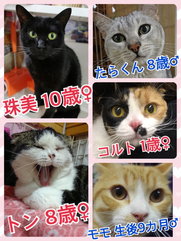 今日の里親募集中の保護猫たち🐱2018,3,4